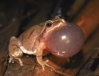 Spring Peeper, copyright Lang Elliot