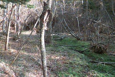 far end of Bog